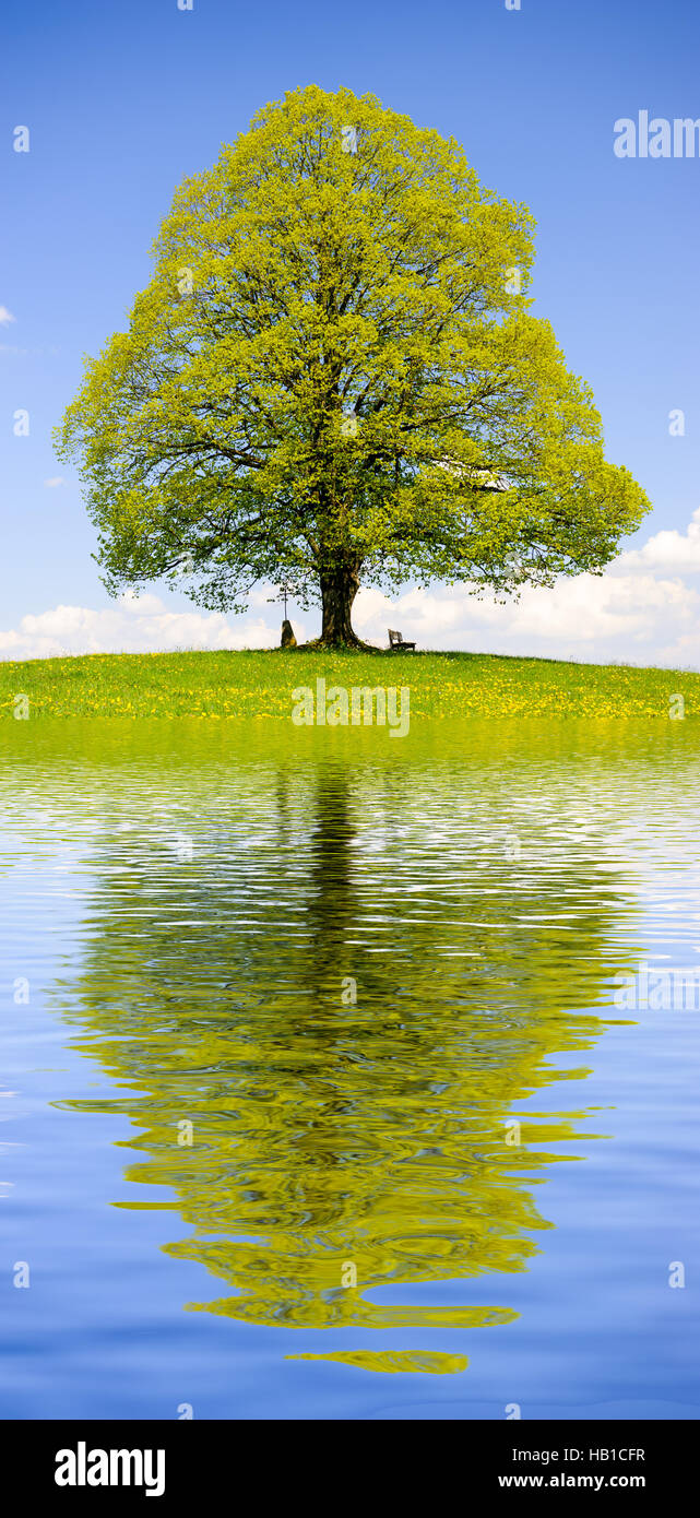 linden tree mirroring in lake Stock Photo