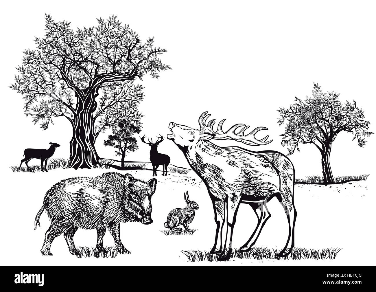 Wild on the glade Stock Photo Alamy