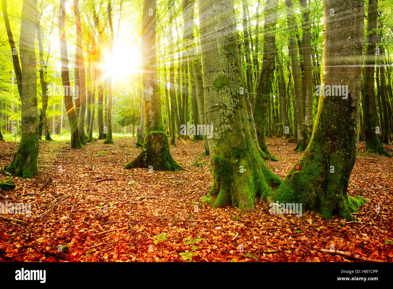 Sunny beams in forest hi-res stock photography and images - Alamy