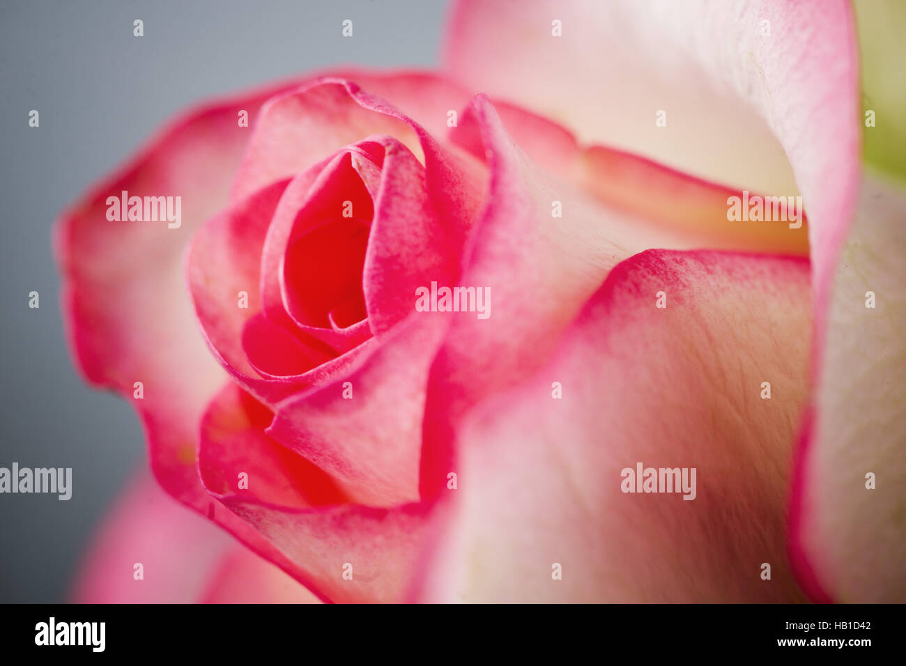 white rose with red edge Stock Photo Alamy