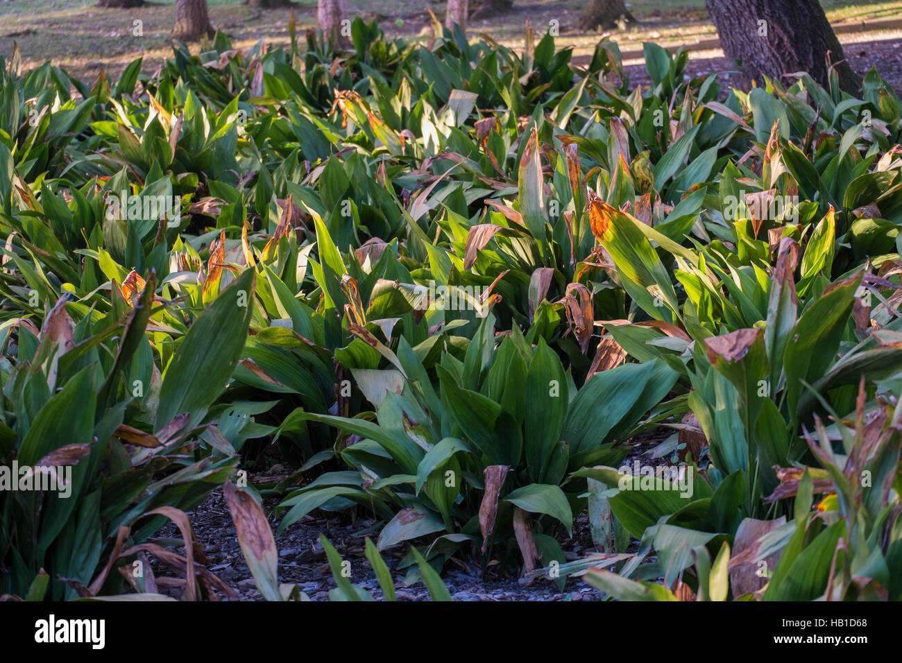 Aspidistra elatior hi-res stock photography and images - Alamy