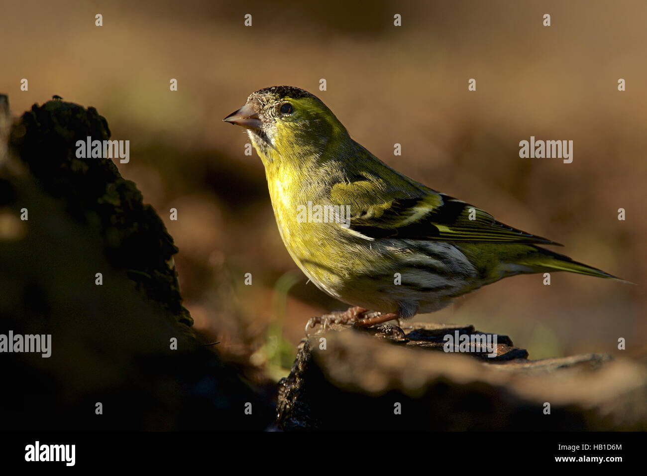 Eurasian Siskin Stock Photo