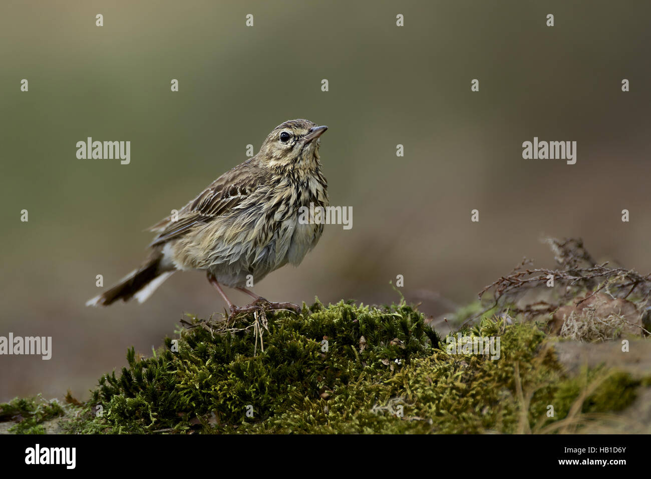 Tree Pipit Stock Photo