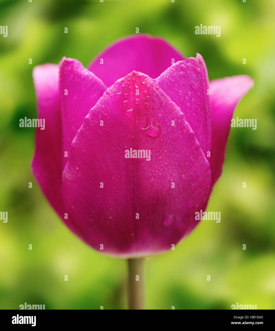 Purple tulip hi-res stock photography and images - Alamy