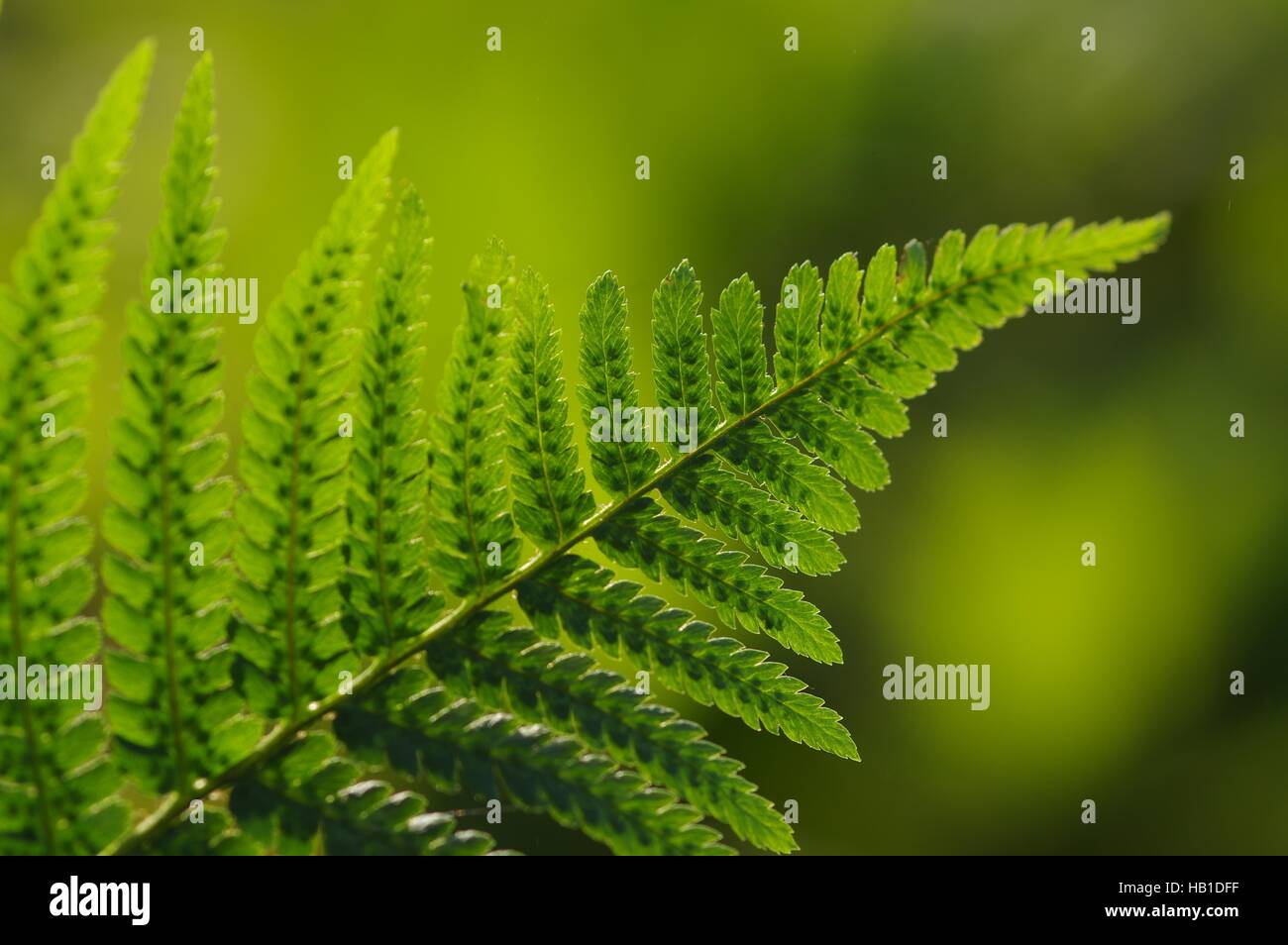 Fern hi-res stock photography and images - Alamy