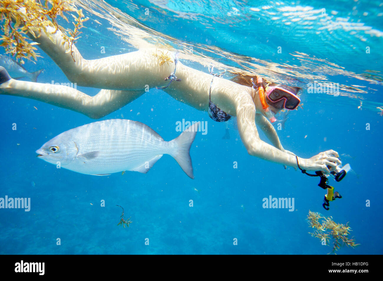 Schnorchlerin am Molasses Reef Stock Photo Alamy
