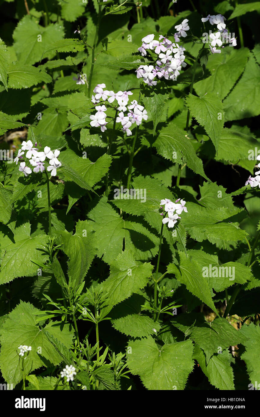 Perennial honesty, Lunaria rediviva Stock Photo