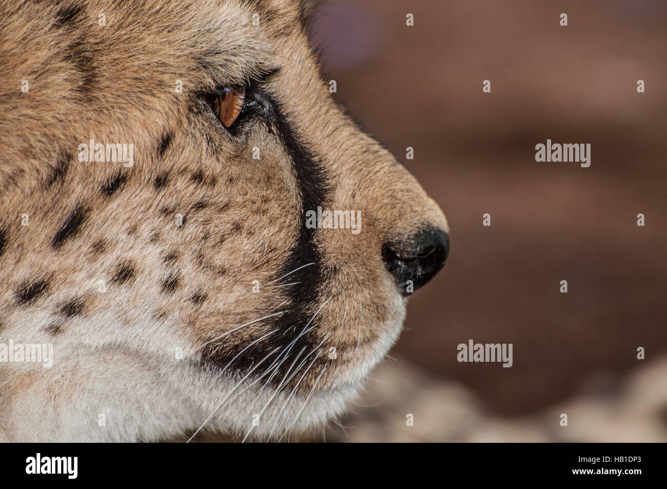 Up Close Portrait of a Cheetah Stock Photo