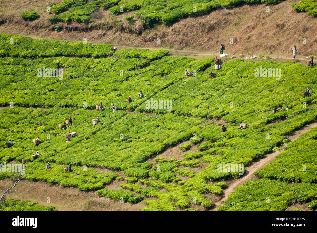 Tea workers hi-res stock photography and images - Alamy