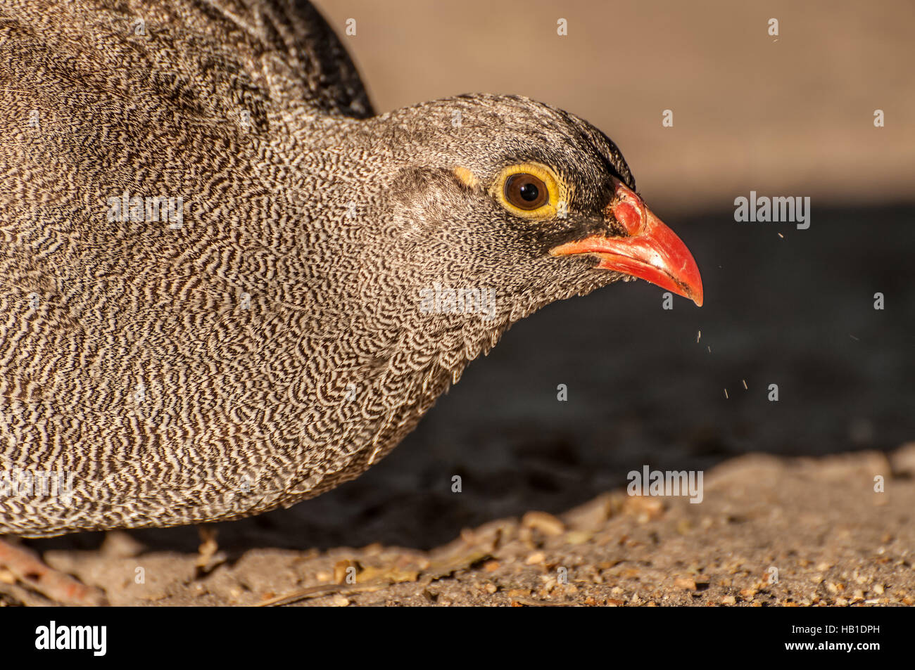 Common Qual Feeding Stock Photo - Alamy