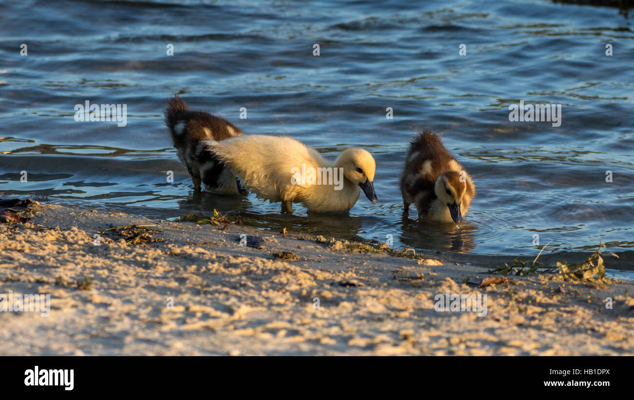 Muscovy Ducklings (Cairina moschata), Lake at The Hammocks, Kendall, Florida Stock Photo