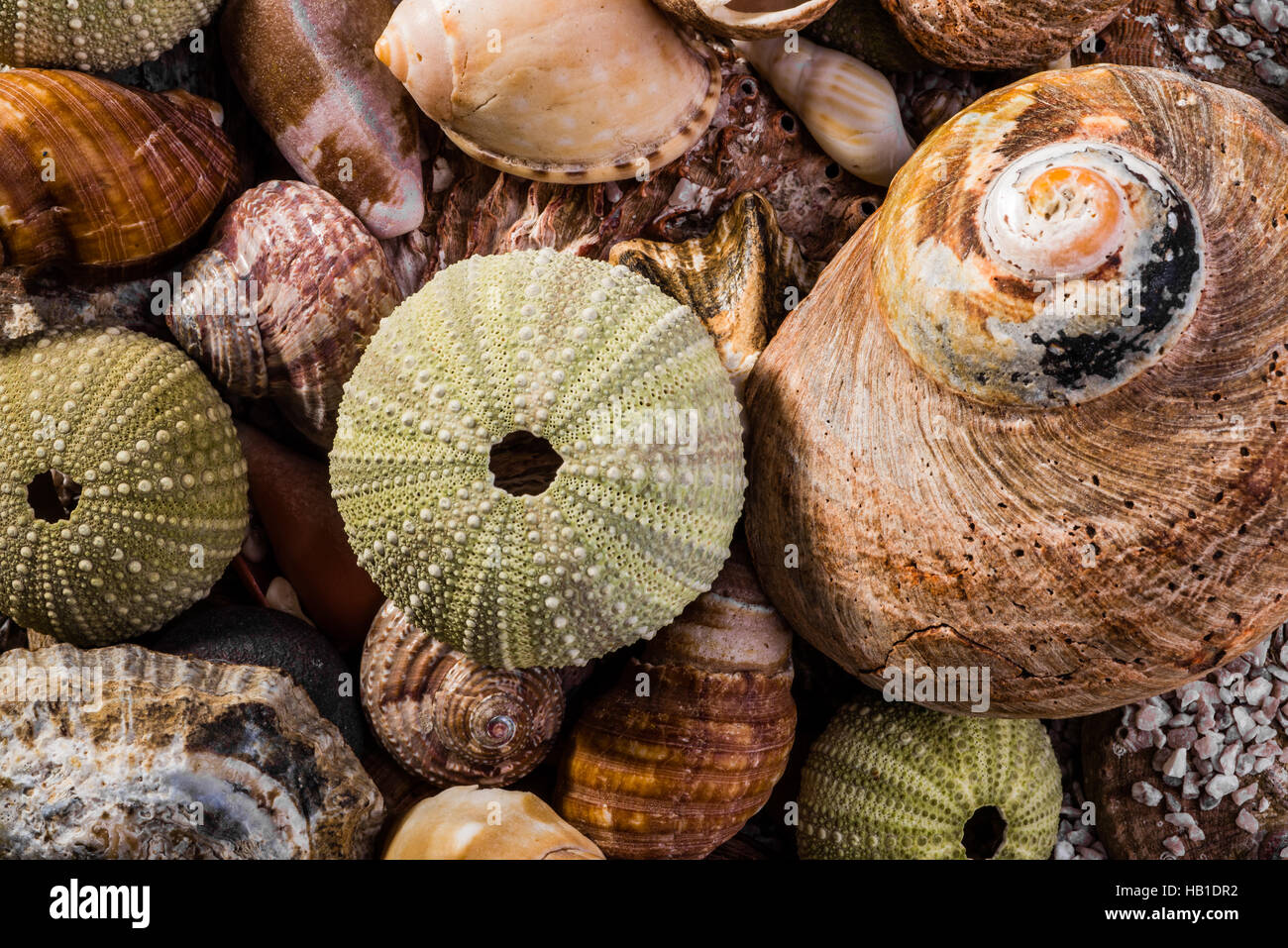 Mixed Sea Shells Stock Photo