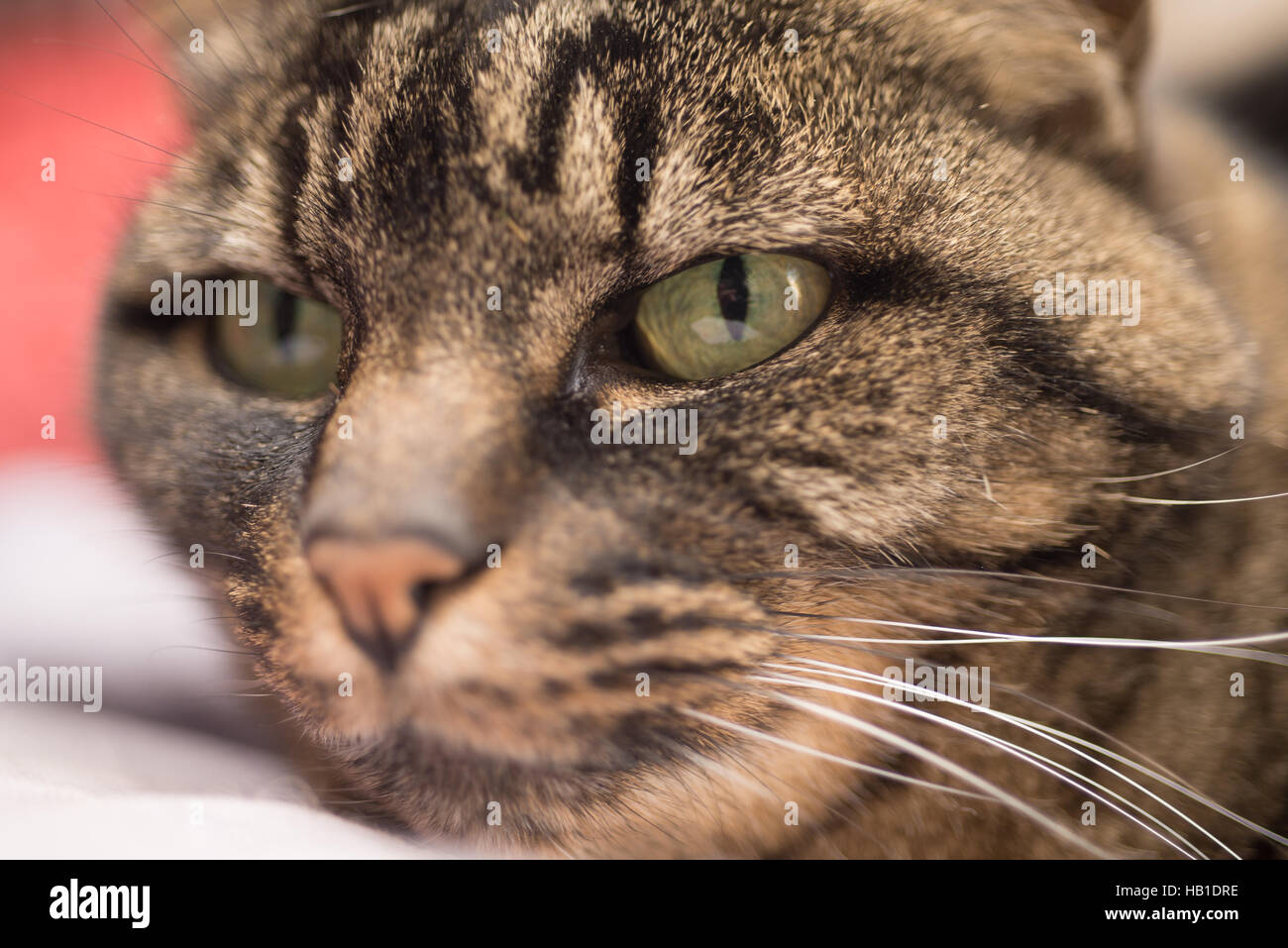 Up close portrait of a cat. Stock Photo