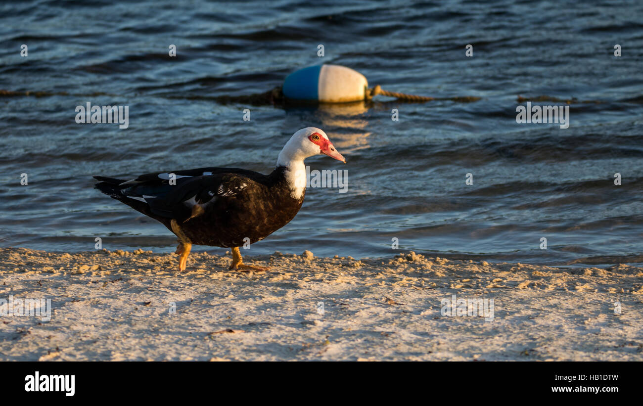 Muscovy Duck (Cairina moschata) Walking, Lake at The Hammocks, Kendall