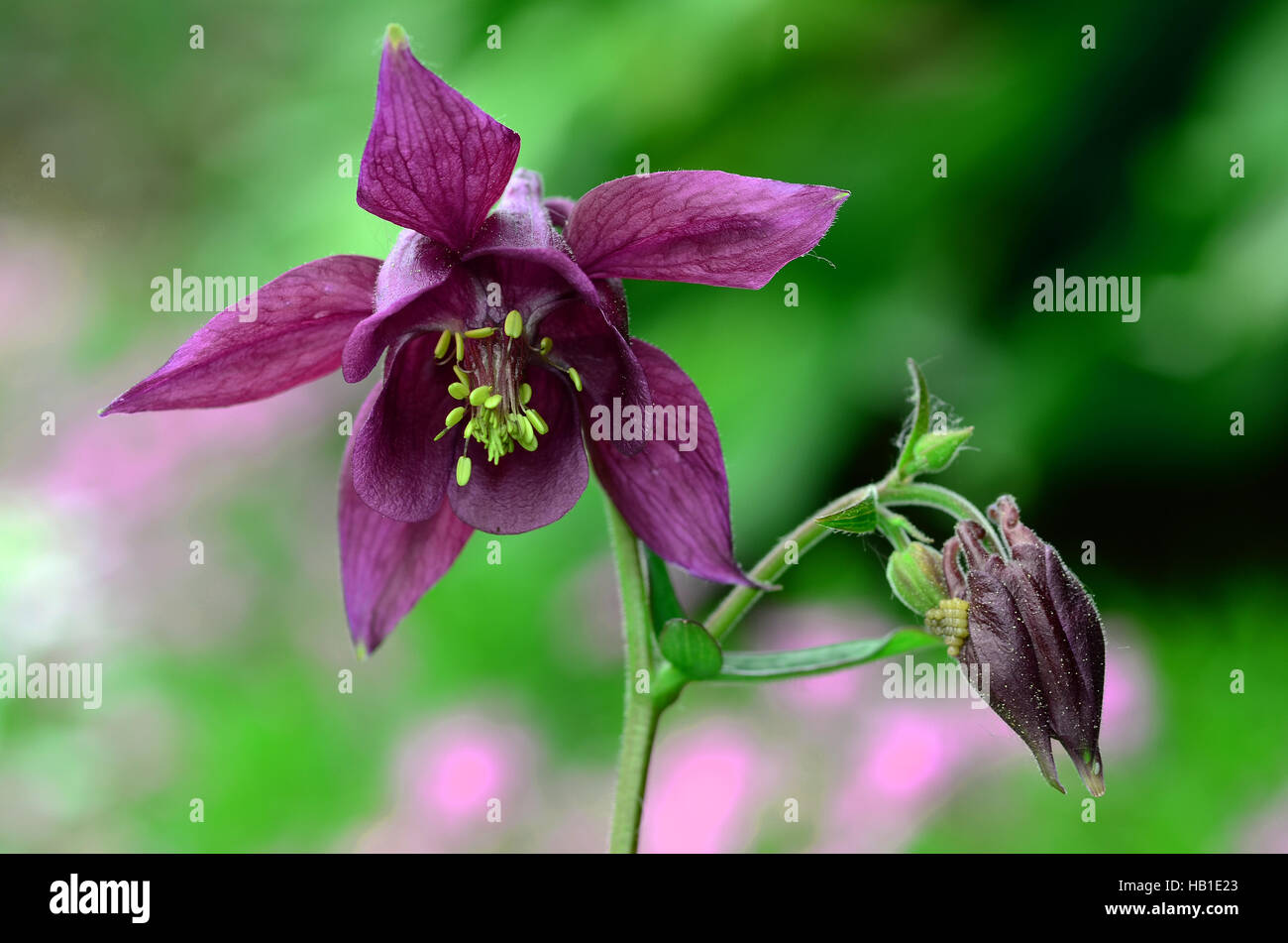 columbine; dark columbine; flower; blossom; Stock Photo