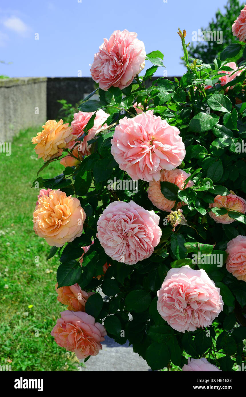 rose; rosebusch; Stock Photo