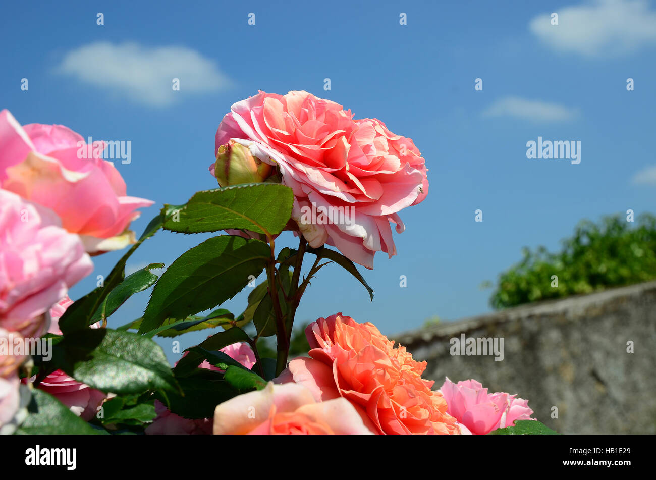 rose; rosebusch; Stock Photo