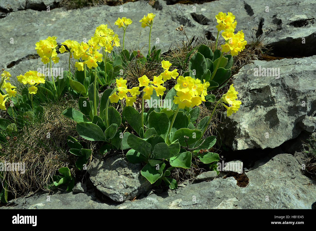 mountain cowslip; flower; alpine flower; Stock Photo