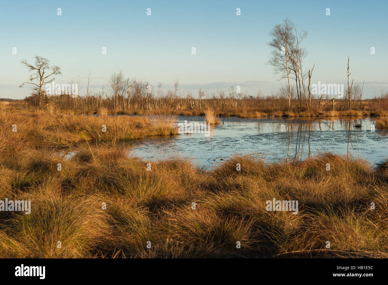 Marsh in Germany Stock Photo Alamy