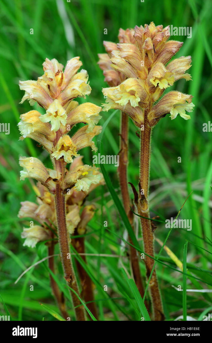 broomrape; parasitic plants; Stock Photo