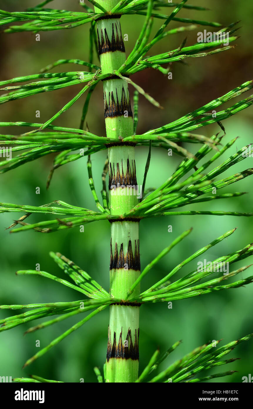 horsetail; wood horsetail; sylvan horsetail; Stock Photo