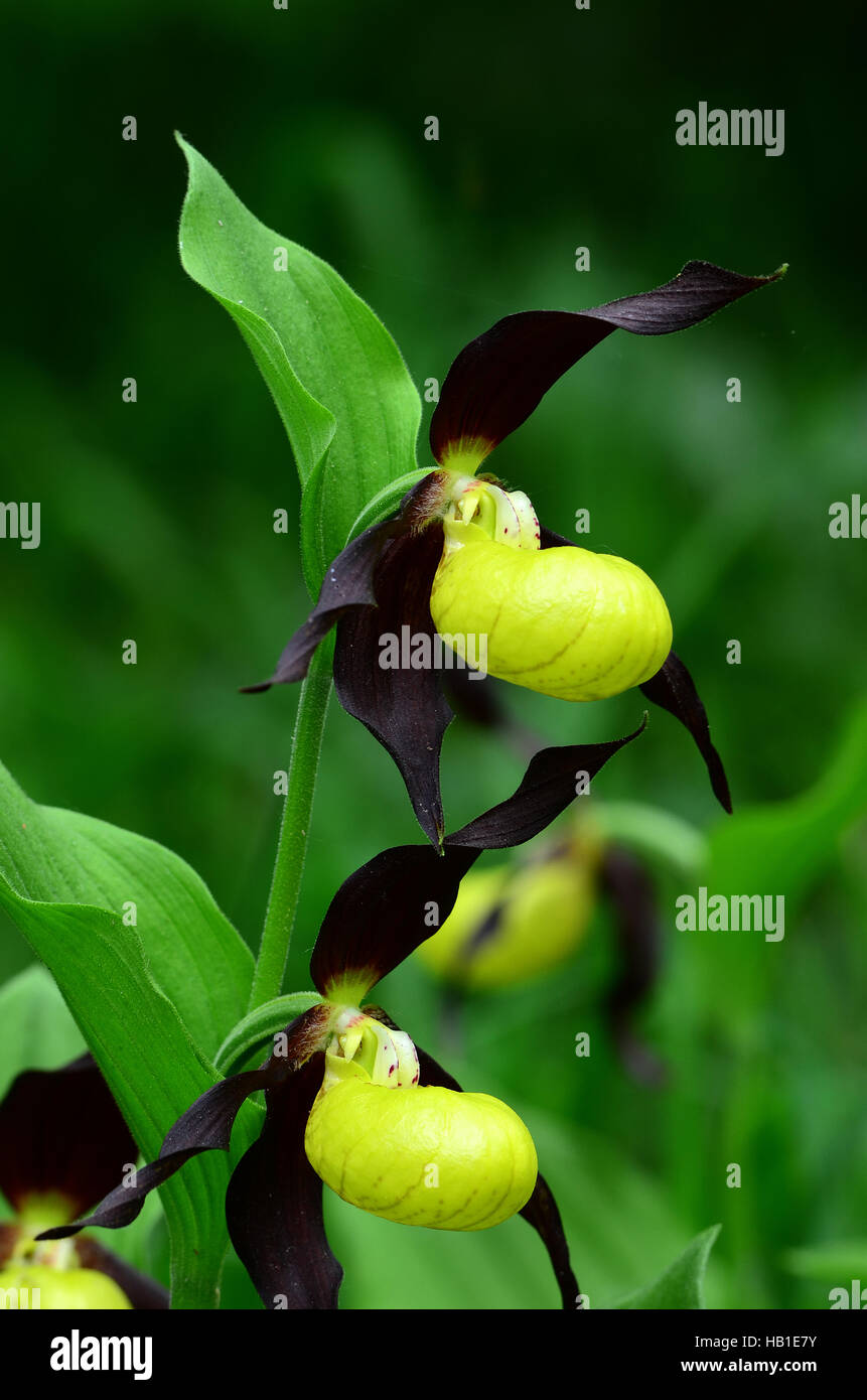 lady's slipper orchid; orchid; flower; Stock Photo