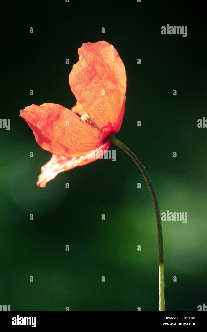 smart flower Stock Photo Alamy