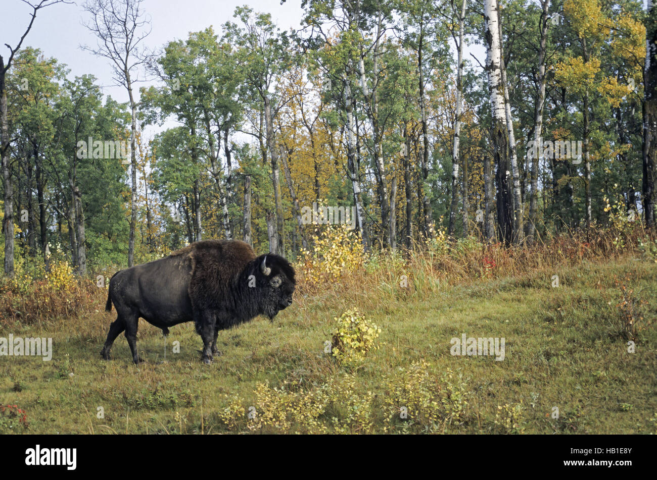 American Bison bull in fall Stock Photo