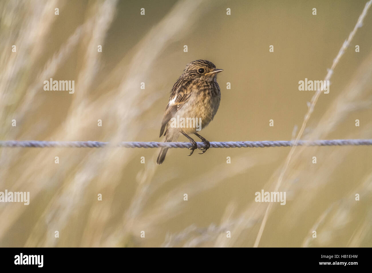 Stonechat In Flight Saxicola flying flight hi-res stock photography and images - Alamy