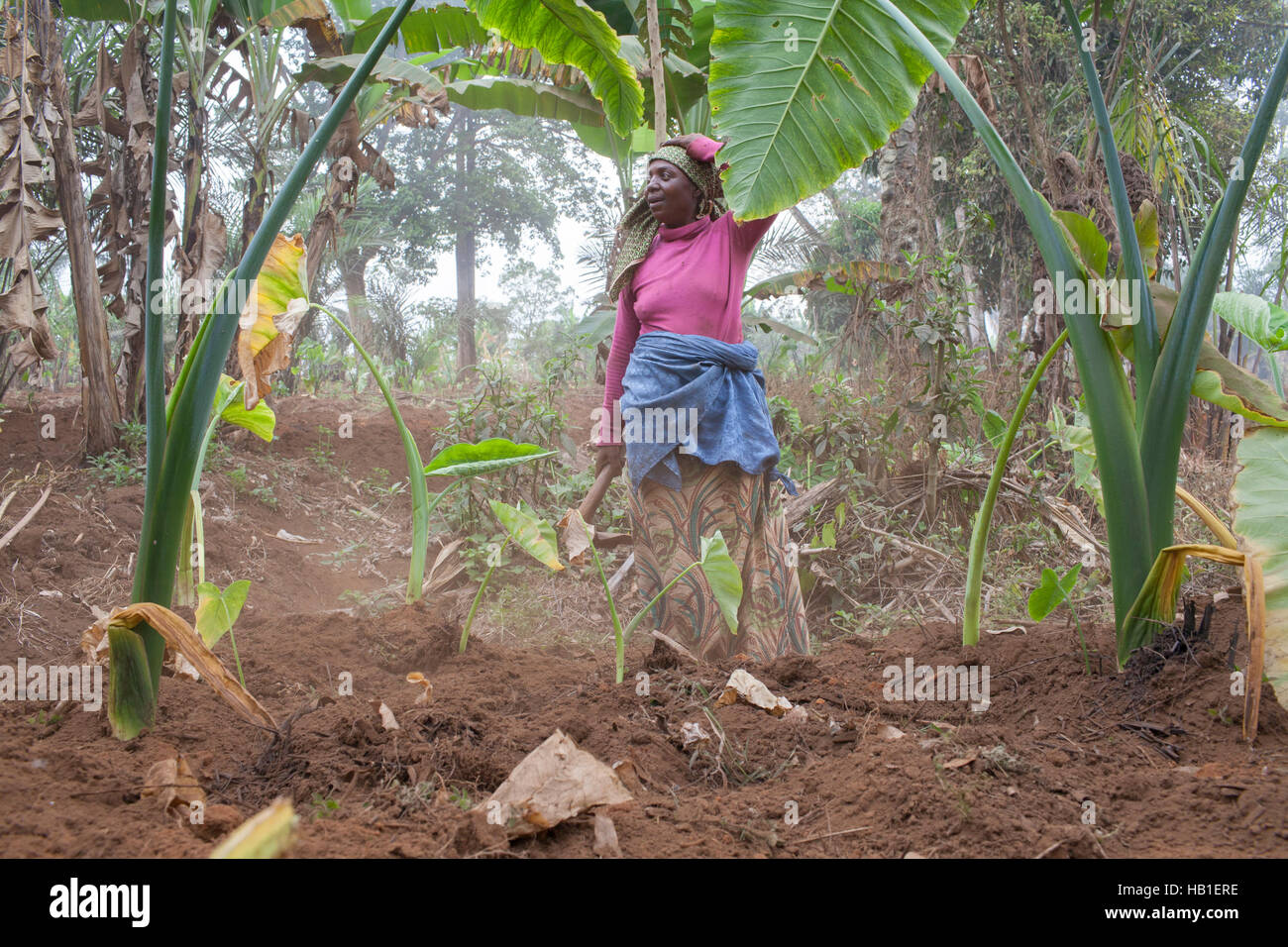 Black African woman farming the land in rural Cameroon West Africa