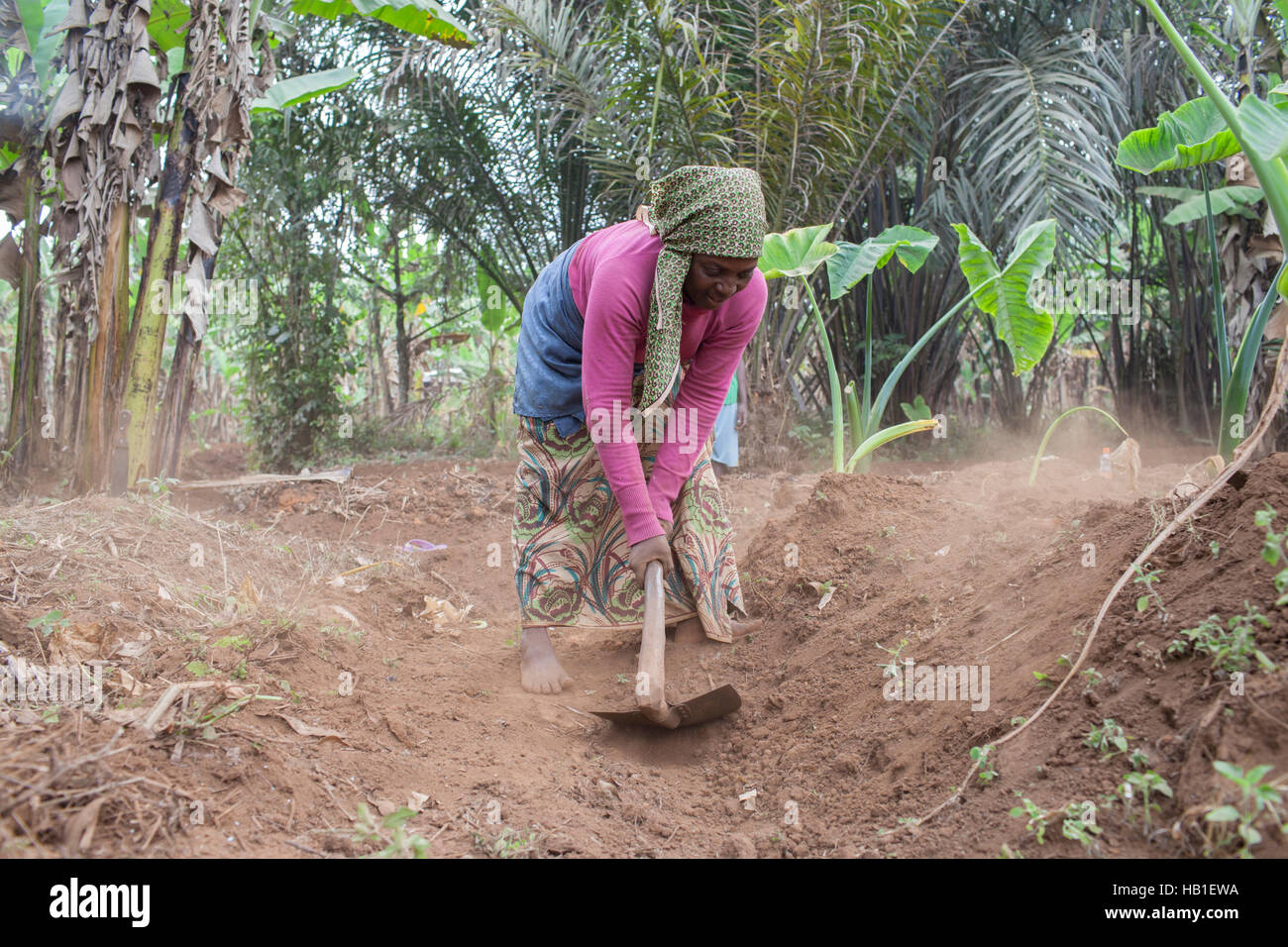 Black African woman farming the land in rural Cameroon West Africa