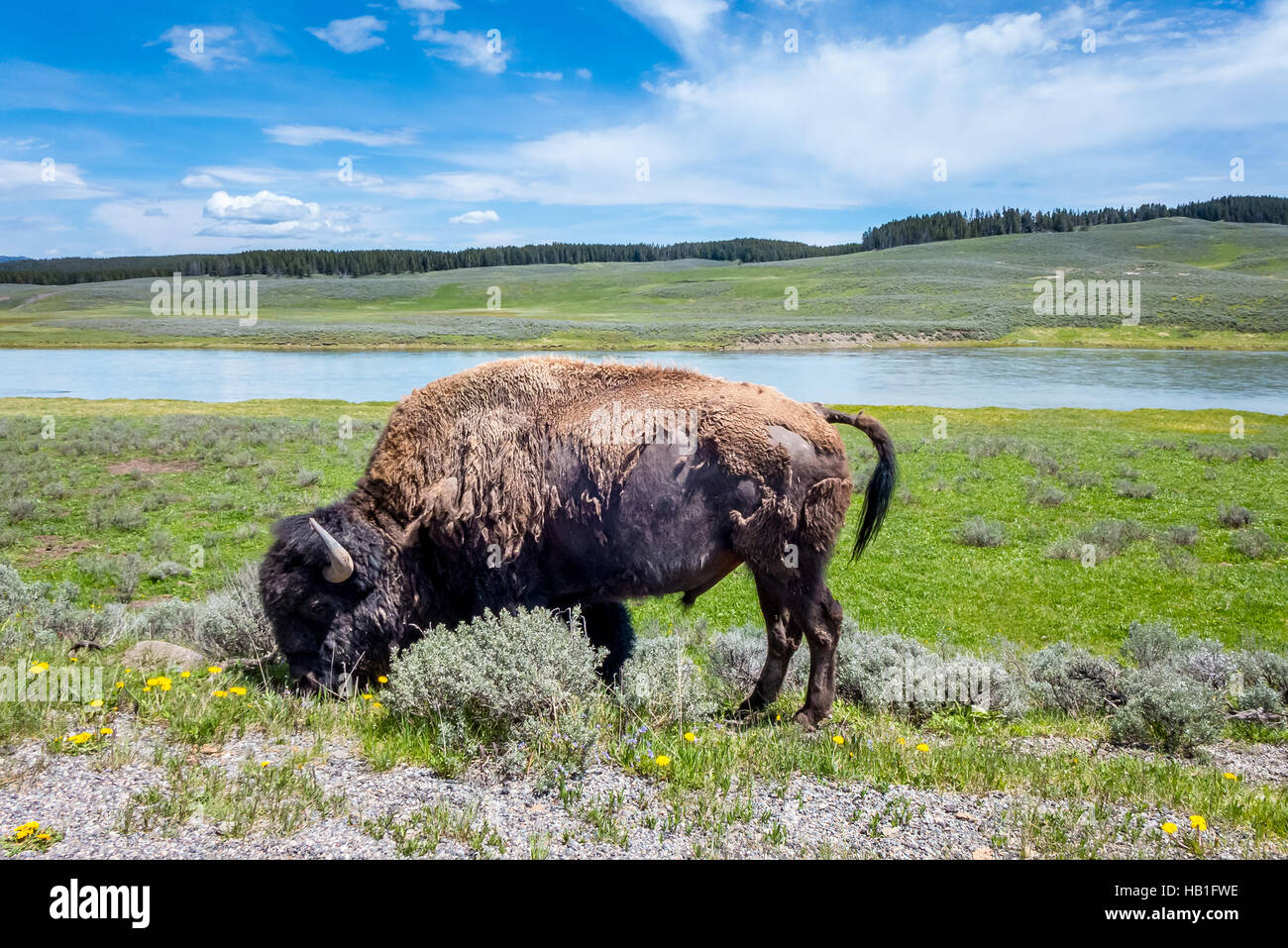 Bison grazing by the side of the road in Yellowstone National Park Stock Photo
