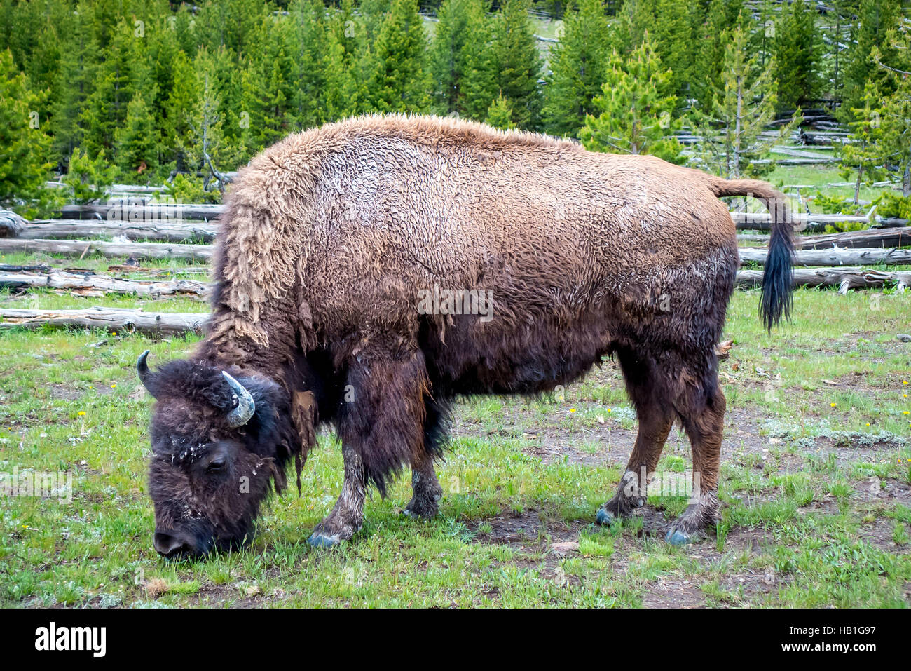Bison grazing by the side of the road in Yellowstone National Park Stock Photo