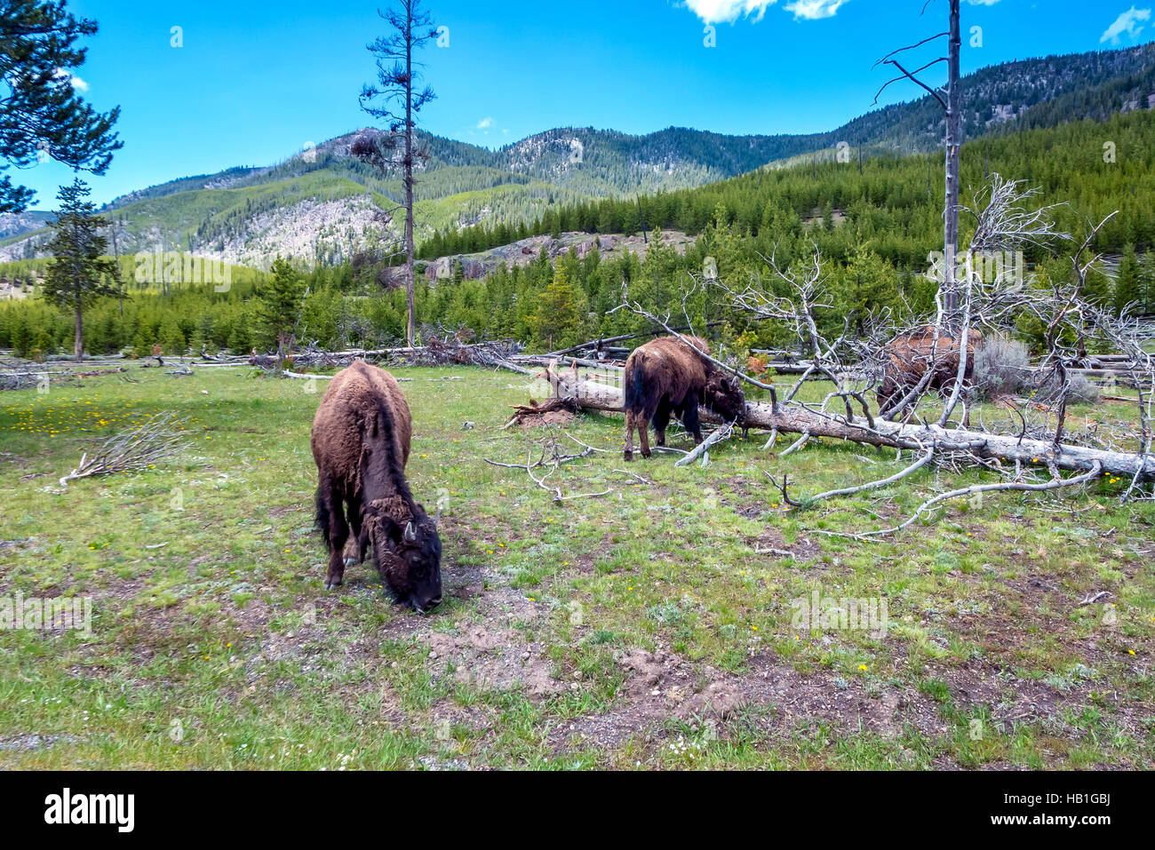 Bison grazing by the side of the road in Yellowstone National Park Stock Photo