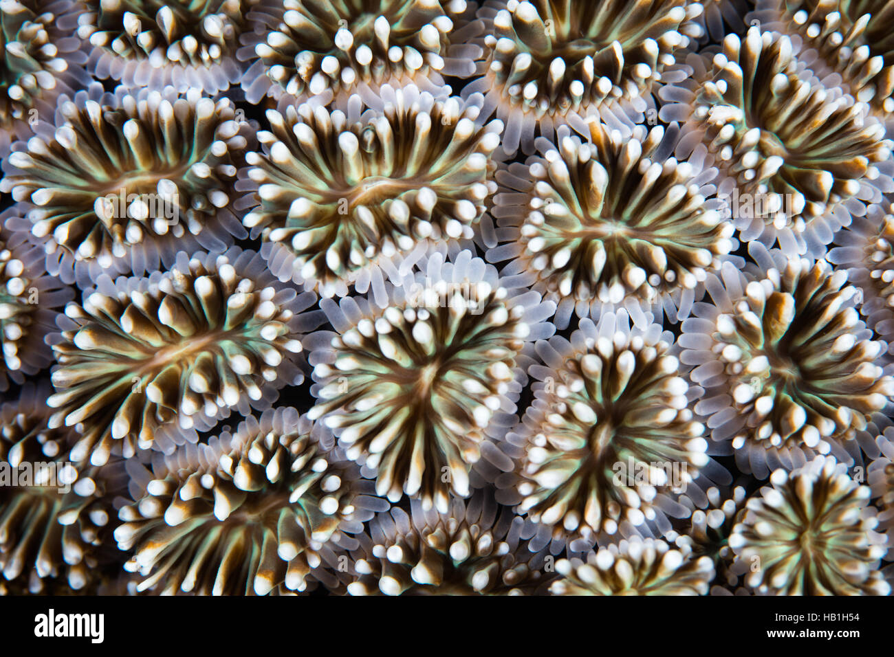 Detail of a coral colony (Galaxea sp.) growing on a reef in Indonesia. This region harbors extraordinary marine biodiversity. Stock Photo