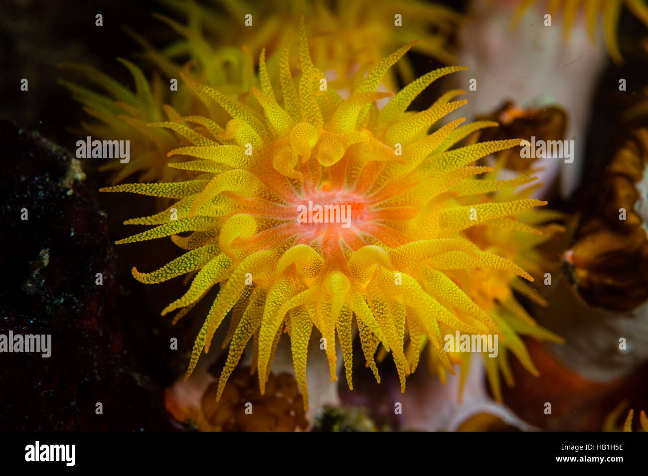 A bright yellow coral polyp (Tubastrea sp.) grows on a coral reef in