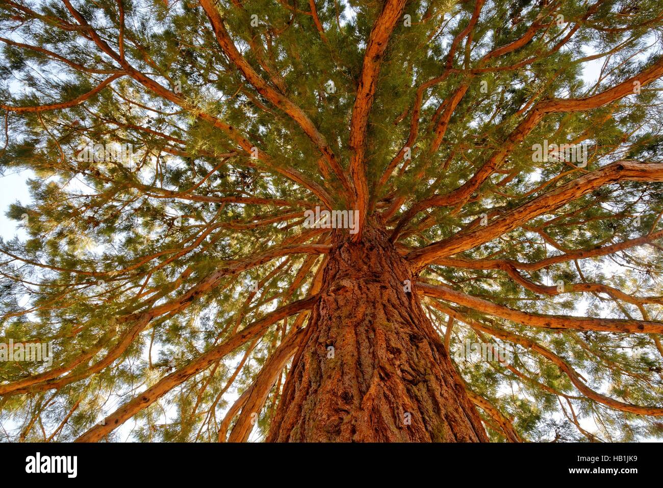 Sequoiadendron giganteum Stock Photo