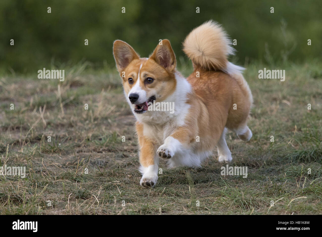Welsh Corgi Pembroke Stock Photo - Alamy