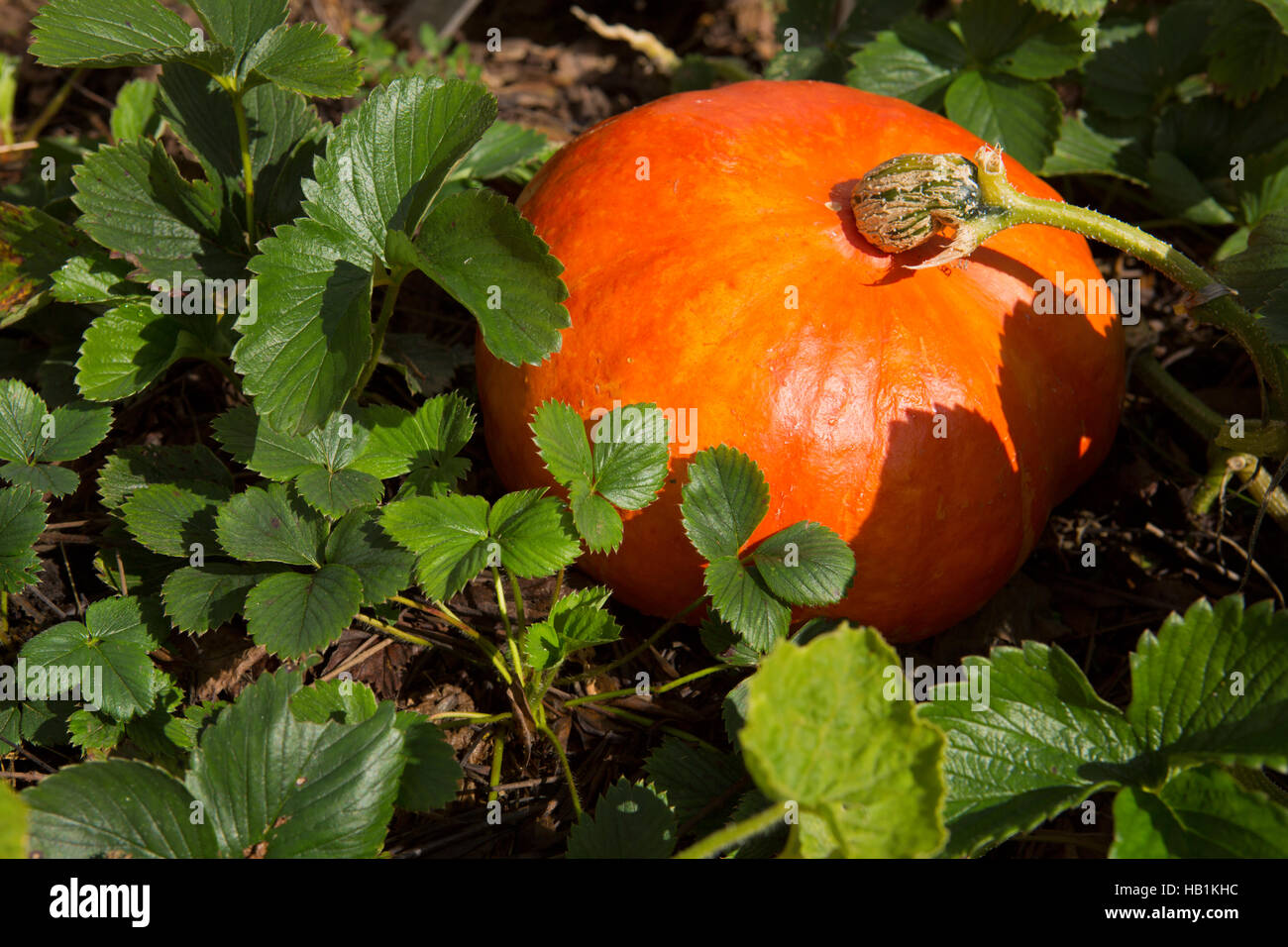 Big orange pumpkins . Stock Photo