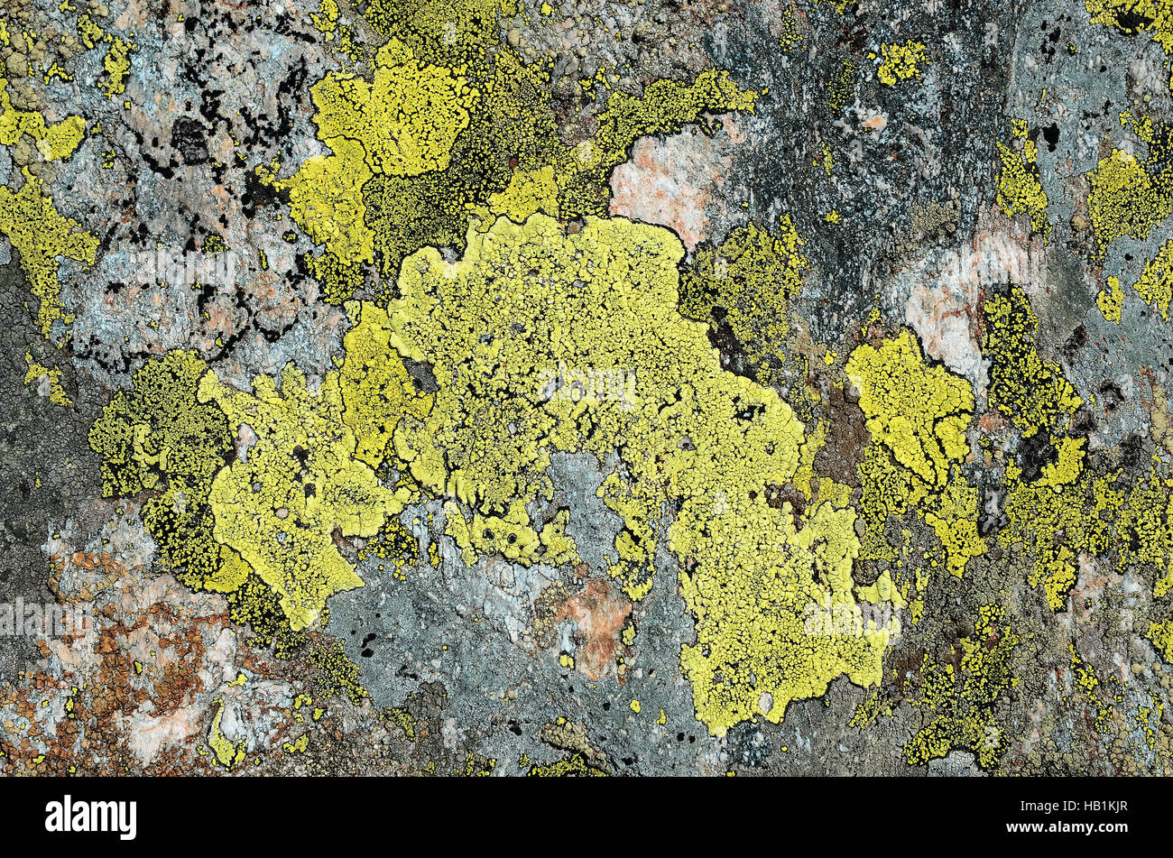 lichen, stone, map Stock Photo