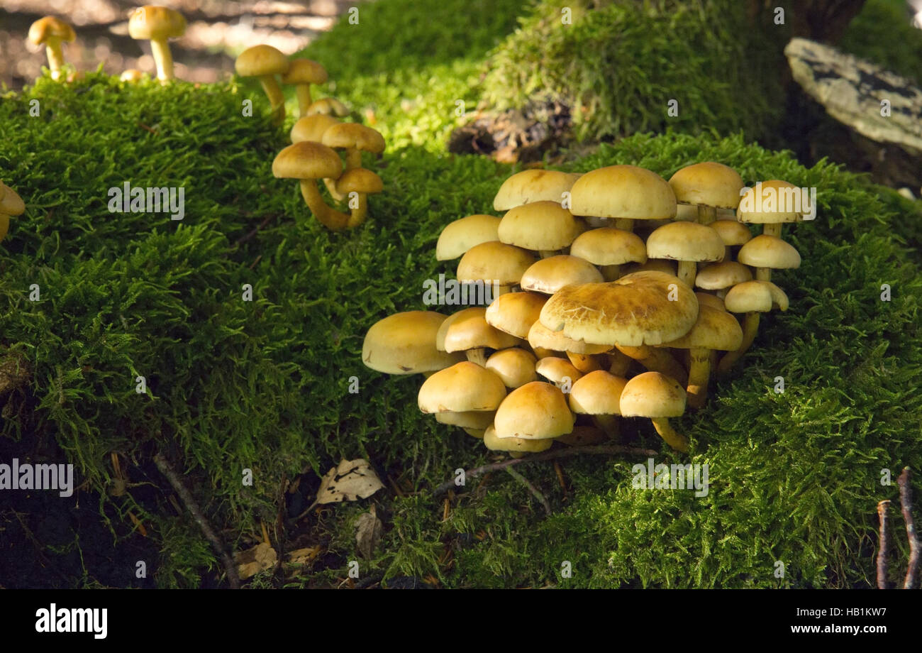 Mushroom Kingdom Stock Photo Alamy