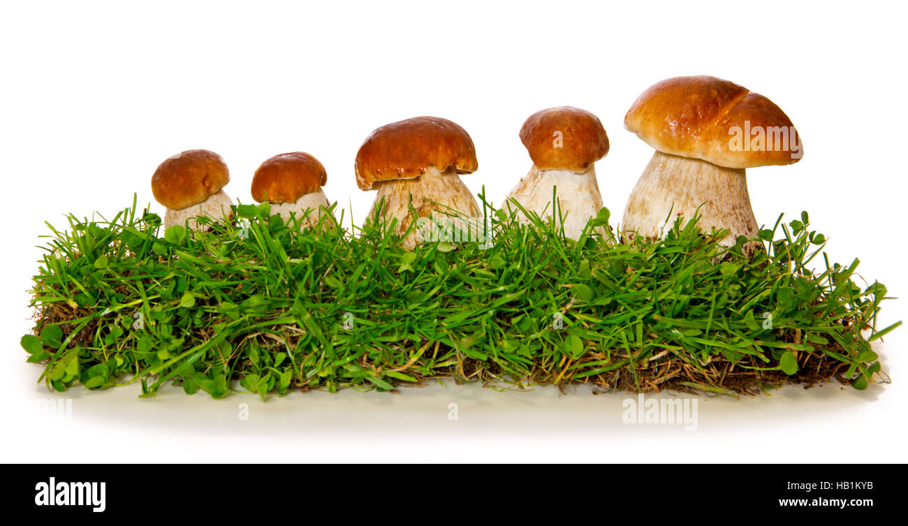 Five porcini mushrooms isolated Stock Photo Alamy