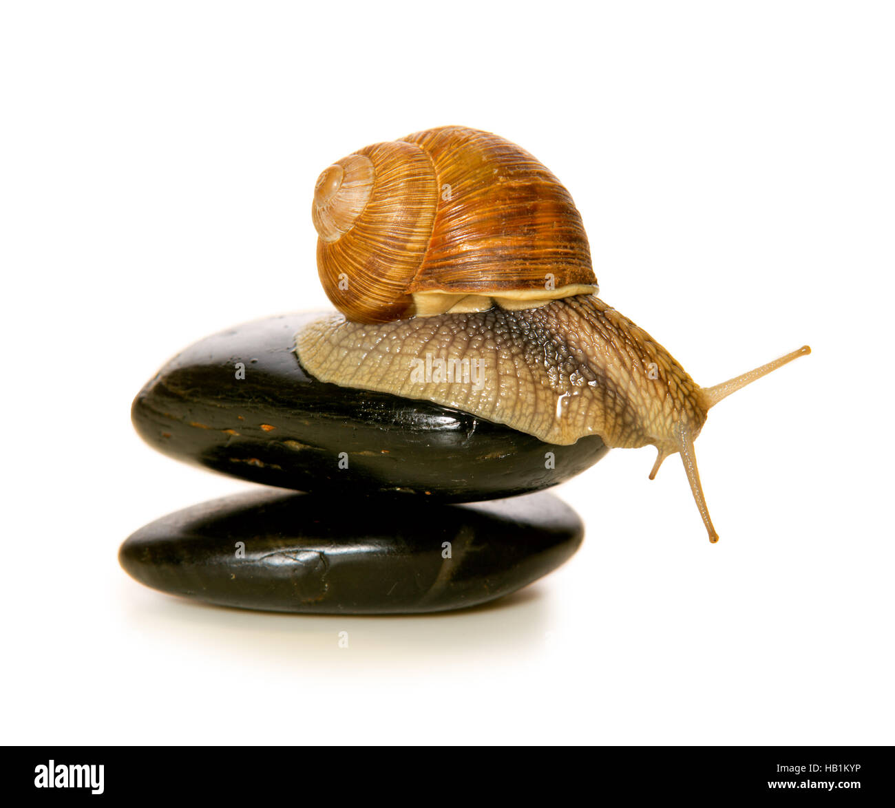 Stones on white house Cut Out Stock Images Pictures Alamy