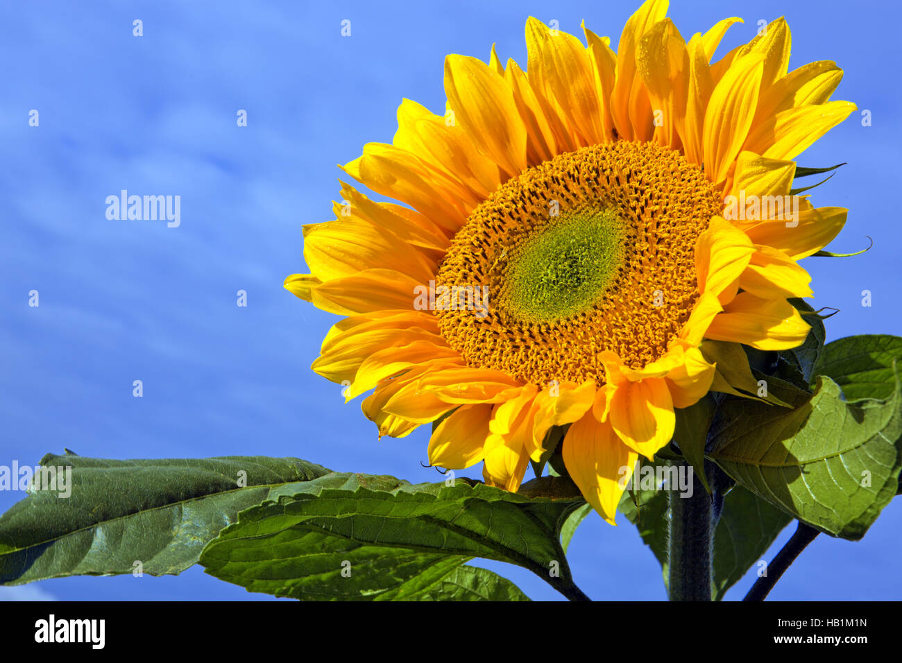 Sun flower against a blue sky. Stock Photo