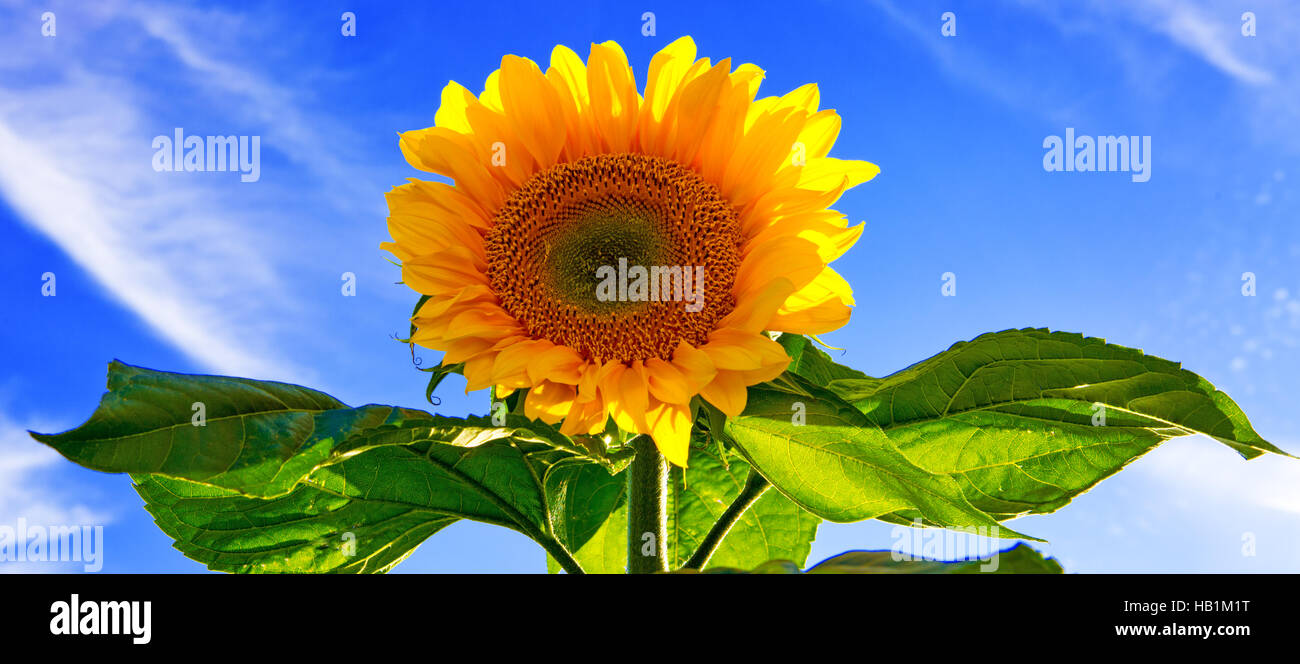 Sun flower against a blue sky Stock Photo - Alamy