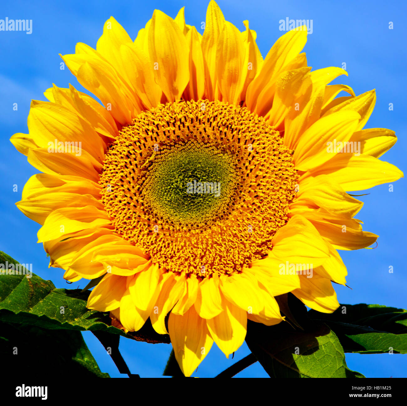 Sun flower against a blue sky. Stock Photo