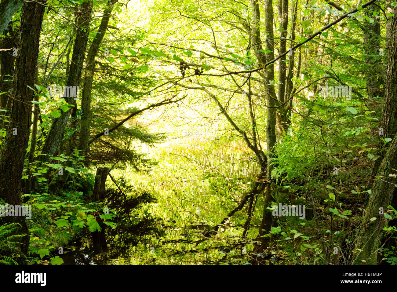 Green forest oak trees in hires stock photography and images Alamy