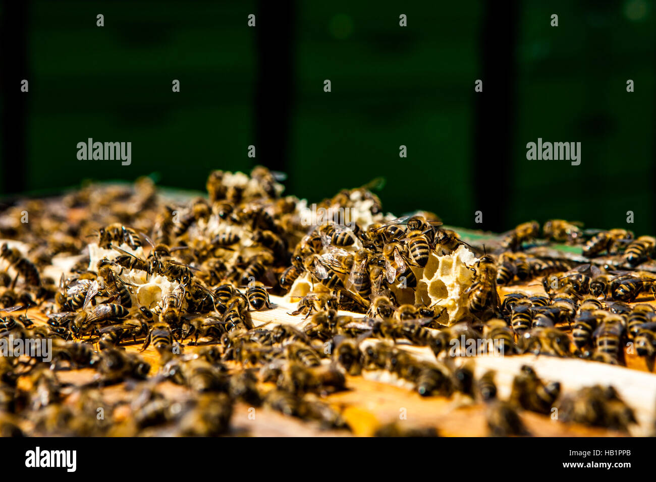 Close up view of the working bees on honey cells Stock Photo