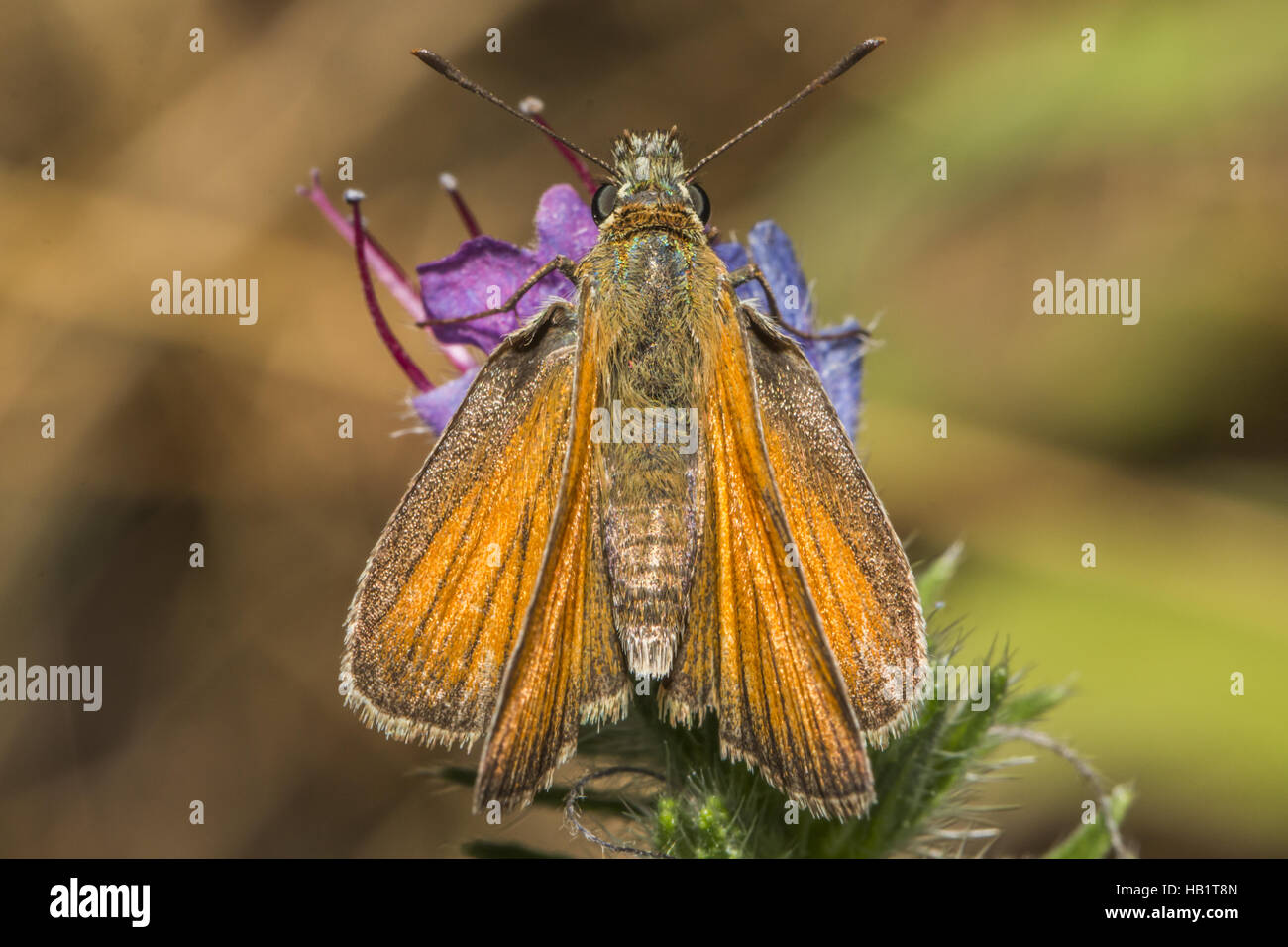 Warble Fly Stock Photos & Warble Fly Stock Images Alamy