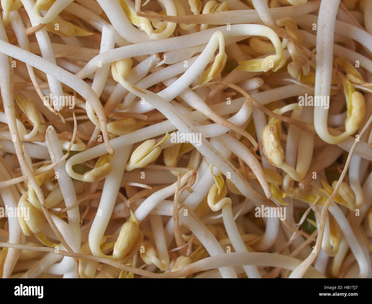 Mung Bean Sprouts Vegetables Stock Photo Alamy